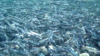 Capelin spawning [upl. by Brittne]