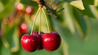 How to Grow Cherry Trees  Complete Growing Guide [upl. by Halyahs]