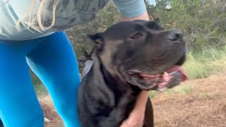 CANE CORSO Dog Survives HURRICANE [upl. by Akenit]