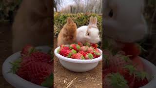 The little rabbit realizes the freedom of petting strawberries Rabbit a cute little pastoral pet [upl. by Enetsirhc]