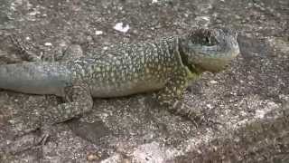 LAGARTO Calango tropidurus  Torquatus1820 [upl. by Aprilette]