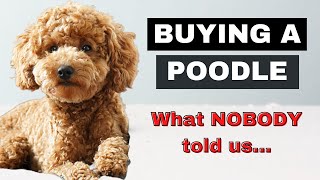 Buying A Miniature Poodle Turned out differently than expected [upl. by Enaelem300]