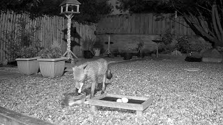 One of the foxes collecting the chicken from the water bowl [upl. by Elfreda]