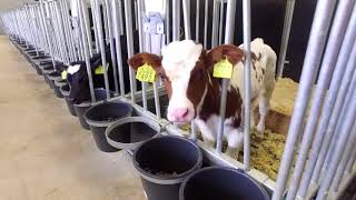 Innovation at Trouw Nutrition Calf amp Beef research facility 2017 [upl. by Llyrat]