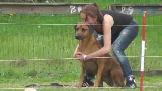 Coursing met Rhodesian Ridgebacks [upl. by Marchelle]