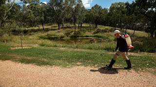 Spraying Broadleaf Weeds and Nutgrass Before Overseeding [upl. by Margot305]