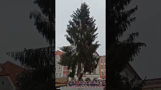 Tannenbaum Straubing europareisen [upl. by Ruthy]