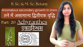 Anomalous secondary growth in stem  Achyranthes एकाईरेन्थस  B Sc amp M Sc Botany [upl. by Analli665]