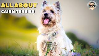 Discover the Amazing Secrets of the Cairn Terrier Dog Breed [upl. by Ttayh]