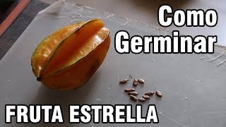 Como germinar semillas de Carambolo FRUTA ESTRELLA o star fruit  México Verde [upl. by Laubin208]