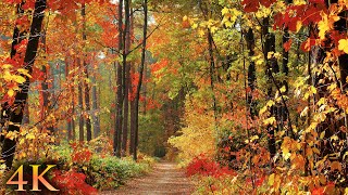 11 HOURS of 4K Enchanting Autumn Nature Scenes  Relaxing Piano Music for Stress Relief [upl. by Damita]