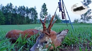 Searching for a medal roebuck 5  Polowanie na rogacza  Rehbockjagd  chasse brocard [upl. by Nirahs164]