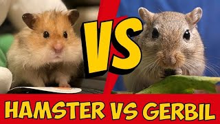 Hamster vs Gerbil Differences amp Which Pet Should You Get [upl. by Rogerio]