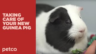 How to Care for Your New Guinea Pig Petco [upl. by Goodrow]