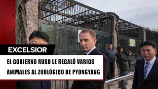 Putin regala una leona cacatúas y osos a Corea del Norte [upl. by Clementi93]