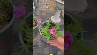 Technique pick pruning portulaca flower gardenflower shorts plants [upl. by Enilorac]