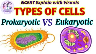 Prokaryotic VS Eukaryotic Cells  Difference between Prokaryotes amp Eukaryotes  Cytoskeleton  NCERT [upl. by Reo870]