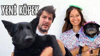 Yeni Köpeğimiz Değişik Joy [upl. by Defant]