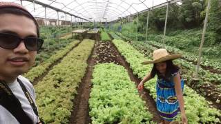 COSTALES NATURE FARM  Harvesting Lettuce [upl. by Eisak764]