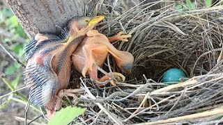 Cuckoo Chicks Survival Tactic Evicting Sibling Rivals [upl. by Hannahs]