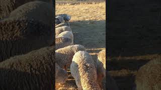 walchanswtvideo1001 nature sheep calming mountains [upl. by Lantha]