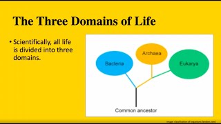 The Three Domains of Life Bacteria Archaea and Eukarya  MCAT BIOLOGY [upl. by Attenwad410]