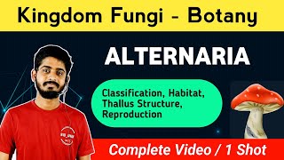 Alternaria Fungi  Systematic Position  Thallus Structure  Reproduction  Life Cycle [upl. by Jackie]