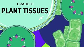 PLANT TISSUES  EASY to UNDERSTAND [upl. by Rozina]