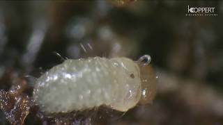 Faydalı Nematodlar Nasıl Çalışır Dip Kurdu Capnodis  Mantar sineği Sciaridae Mücadelesi [upl. by Edbert]