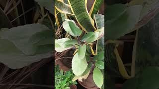 Ye Plant 1 Patte Se Propagate Ho Jata Hai plantcare bryophyllum trending gardening [upl. by Ayouqes]