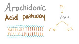 Arachidonic Acid Pathway The most Comprehensive Explanation  COX1 COX2 LOXProstaglandin LTNs [upl. by Hightower]