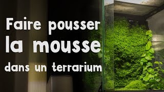 Comment faire pousser de la mousse en terrarium [upl. by Ennis504]