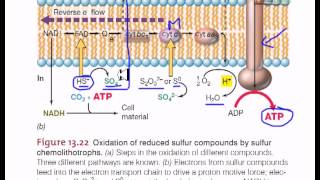 Electron flow in sulfur chemolithotrophic bacteria [upl. by Howzell]