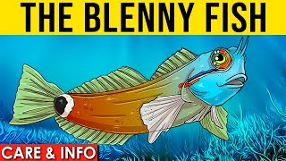 Blennies Info And Care  All About The Saltwater Blenny Fish [upl. by Clementine]