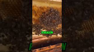 Así trabajan las abejas 🐝 [upl. by France]