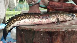 Big Soal Fish Cutting By Expert Fish Cutter  Amazing Cutting Skills [upl. by Neelyad]