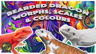 What morph is my Bearded Dragon  Guide to morphs scale types and colours  Cookies Critters [upl. by Kynan]