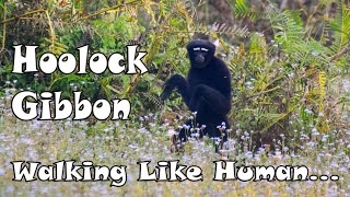 Hoolock Gibbon  Indias only Ape  Little Man of The Forest  Funny Walk of Hoolock Gibbon [upl. by Devora801]