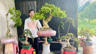 Hân bonsai 36 0876537607 chào bán Mai Chiếu Thủy Nguyệt Quế Linh Sam có cây lớn và mini [upl. by Atnom]