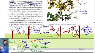 Morphology of flowering plants class 11  Inflorescence  Ncert line by line Part 3 [upl. by Naltiac]