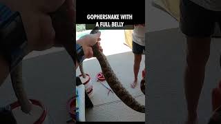 Gophersnake Ate Something [upl. by Jammin]