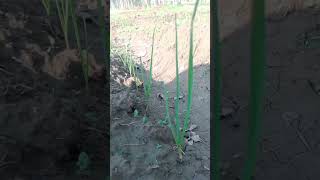 Best herbicide for weeds control in garlic field  farming  farming garlic [upl. by Marabel]