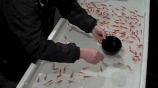 Japanese Goldfish Scooping Game  Kingyo Sukui 金魚すくい [upl. by Kessel357]