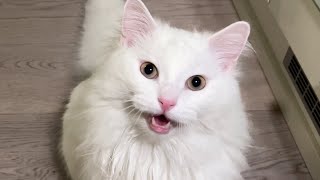 Deaf Cat Meowing [upl. by Mushro772]