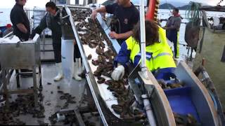 Seaproducts Mussel Farm Coromandel New Zealand [upl. by Sandie]