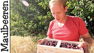 Maulbeeren ernten  Konfitüre leicht selber machen [upl. by Esau895]