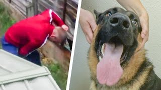 Dog Rescued From Abusive Owner By The RSPCA [upl. by Standush330]