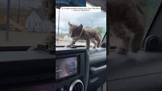 A couple saved this baby lynx from the bitter cold and then animalshorts shortvideo [upl. by Nadaba]