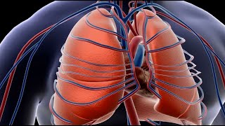 Comprehend the Structure of Lungs in Humans [upl. by Niall]