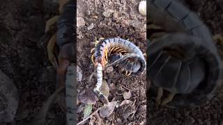 Centipede cornered the snake  Centipede Vs Snake [upl. by Leryt155]